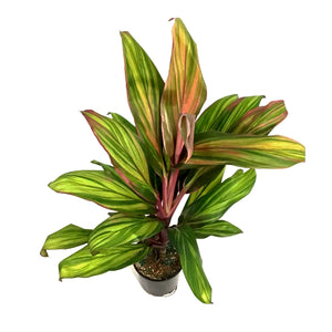 Cordyline, 5in, Harlequin