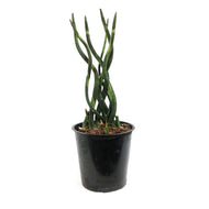 Sansevieria, 5in, Cylindrica Braid
