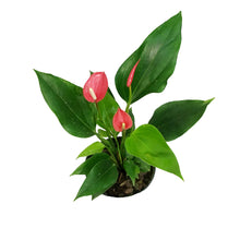 Load image into Gallery viewer, Anthurium, 6in, Pizzazz
