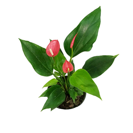 Anthurium, 6in, Pizzazz