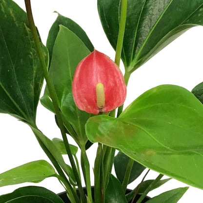 Anthurium, 6in, Pizzazz