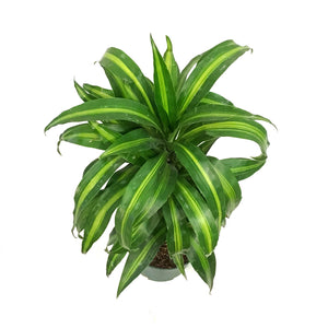 Dracaena, 6in, Hawaiian Sunshine Cane Staggered