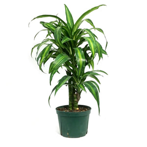 Dracaena, 6in, Hawaiian Sunshine Cane Staggered