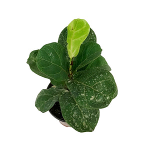 Ficus, 6in, Lyrata Bambino Fiddle Leaf Fig