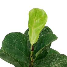 Load image into Gallery viewer, Ficus, 6in, Lyrata Bambino Fiddle Leaf Fig
