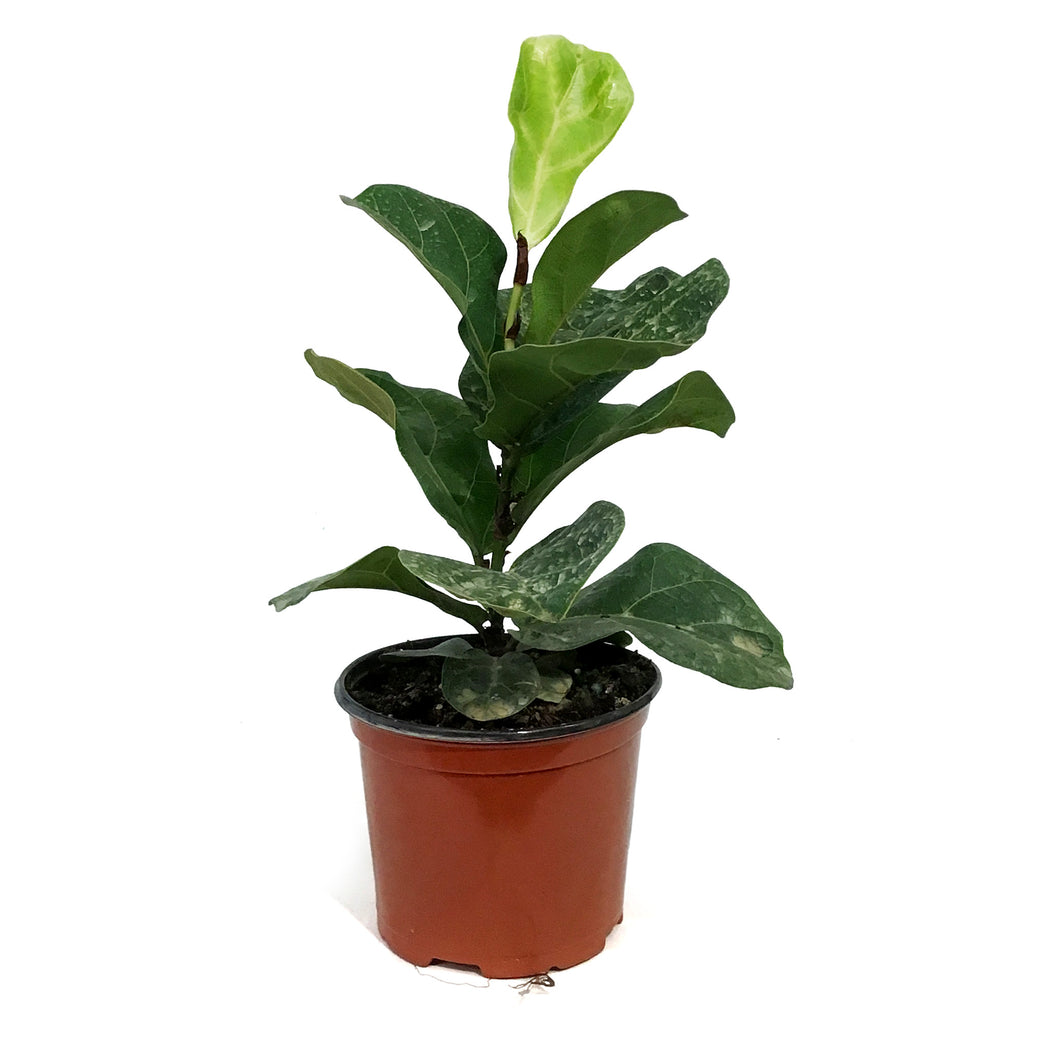 Ficus, 6in, Lyrata Bambino Fiddle Leaf Fig