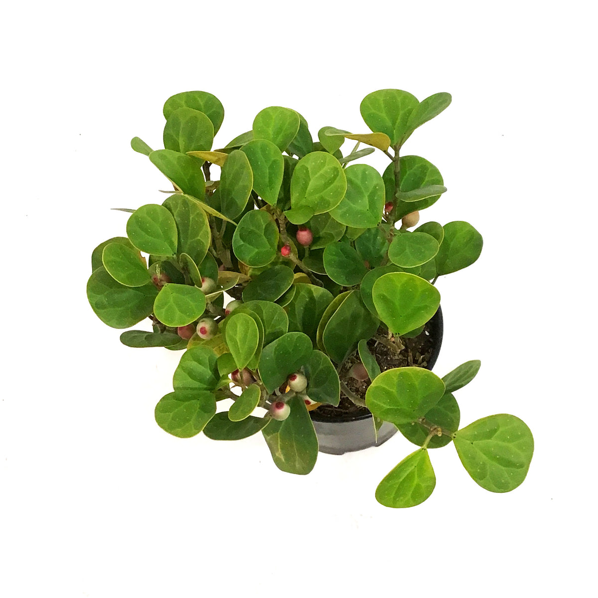 Ficus, 6in, Deltoidea Mistletoe