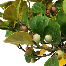Load image into Gallery viewer, Ficus, 6in, Deltoidea Mistletoe
