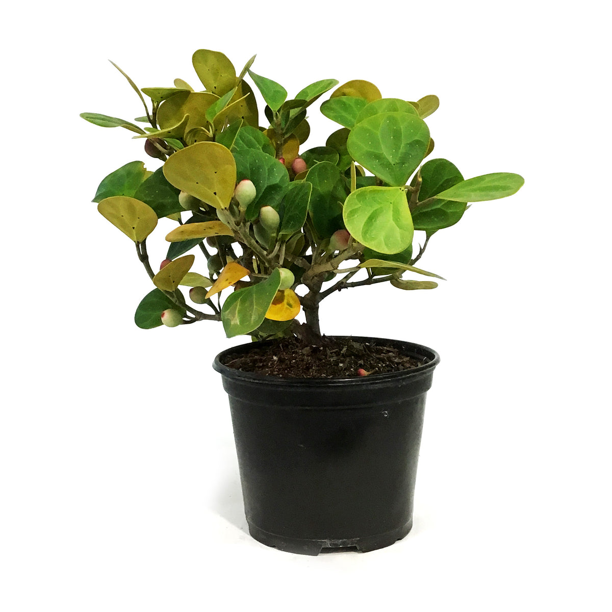Ficus, 6in, Deltoidea Mistletoe
