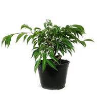 Bonsai, 6in, Ficus Oriental Coiled Trunk