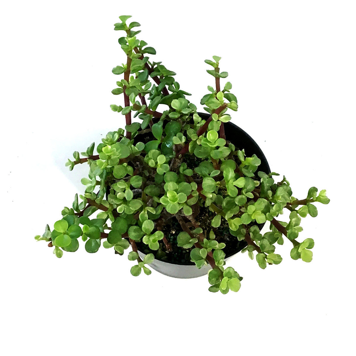 Bonsai, 6in, Mini Jade Variegated