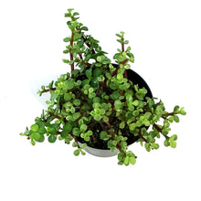 Load image into Gallery viewer, Bonsai, 6in, Mini Jade Variegated
