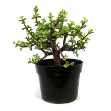 Load image into Gallery viewer, Bonsai, 6in, Mini Jade Variegated
