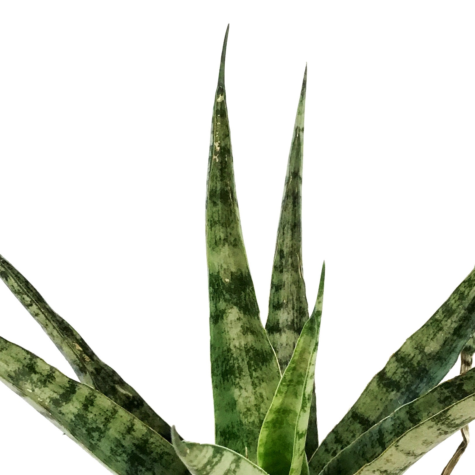sansevieria javanica Sansevieria, 6in, Javanica – Floral Acres Greenhouse & Garden Centre