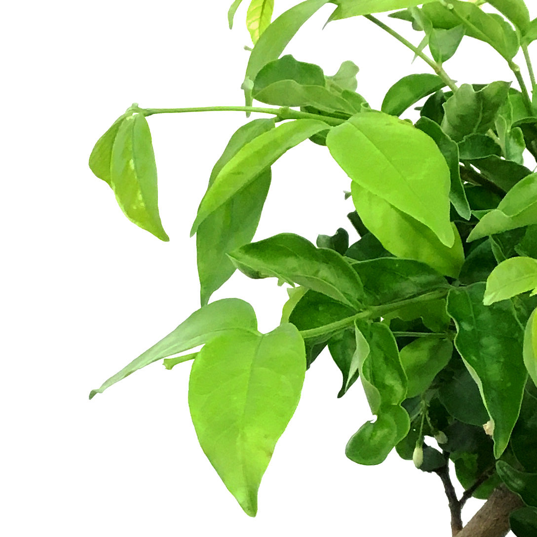 Water Jasmine, 6in, Wrightia religiosa