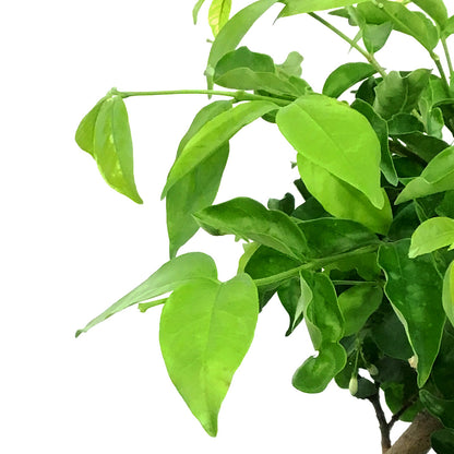 Water Jasmine, 6in, Wrightia religiosa