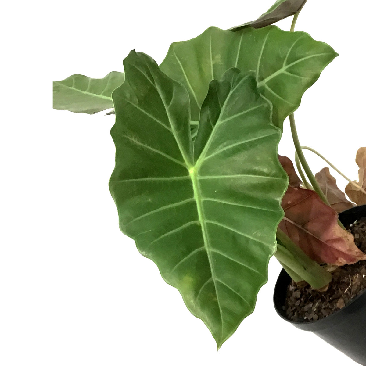 Alocasia, 8in, Mayan Mask