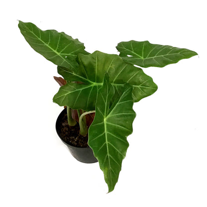 Alocasia, 8in, Mayan Mask