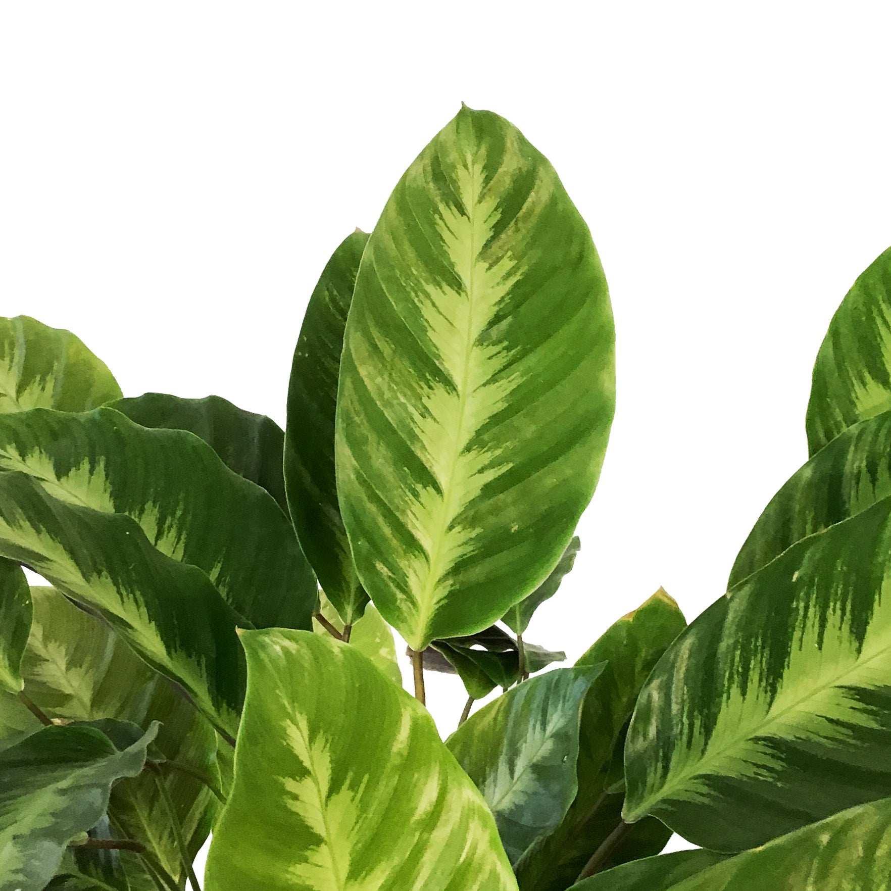 dracaena janet craig care Dracaena 'Janet Craig' – Easy Indoor Plant main image 0