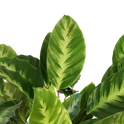 Calathea, 8in, Misto