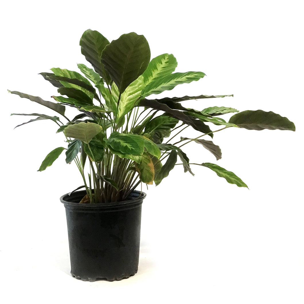 Calathea, 8in, Misto