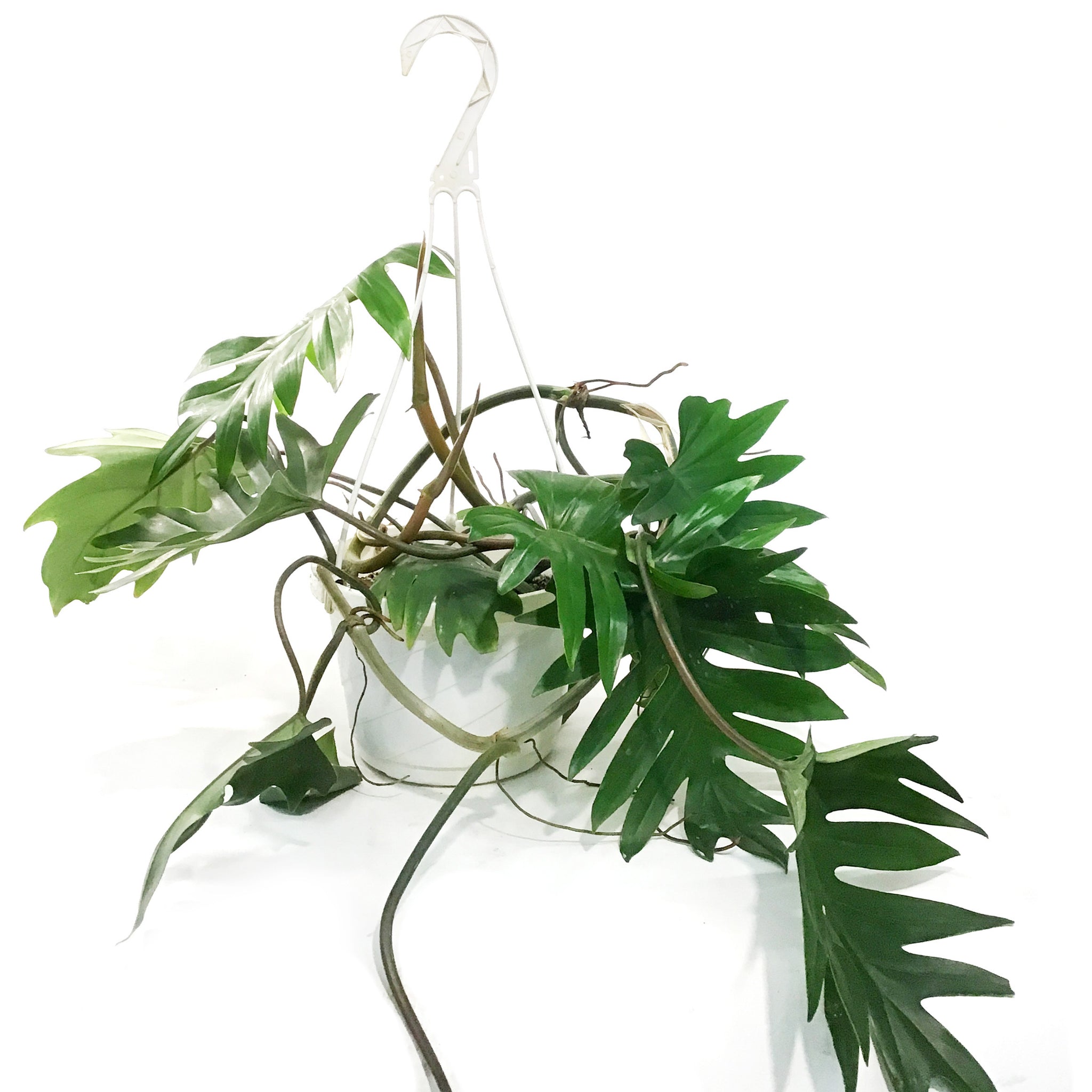 philodendron tahiti care Philodendron, 8in HB, Tahiti – Floral Acres Greenhouse & Garden Centre