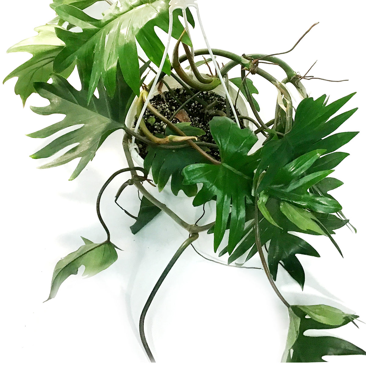 Philodendron, 8in HB, Tahiti