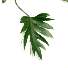 Load image into Gallery viewer, Philodendron, 8in HB, Tahiti
