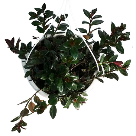 Goldfish Plant, 7in HB, Heidi