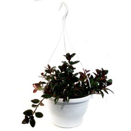 Goldfish Plant, 7in HB, Heidi