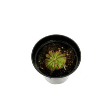 Load image into Gallery viewer, Sundew, 3.5in, Alice
