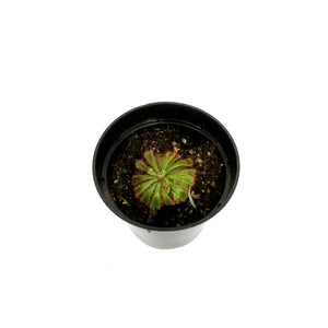 Sundew, 3.5in, Alice