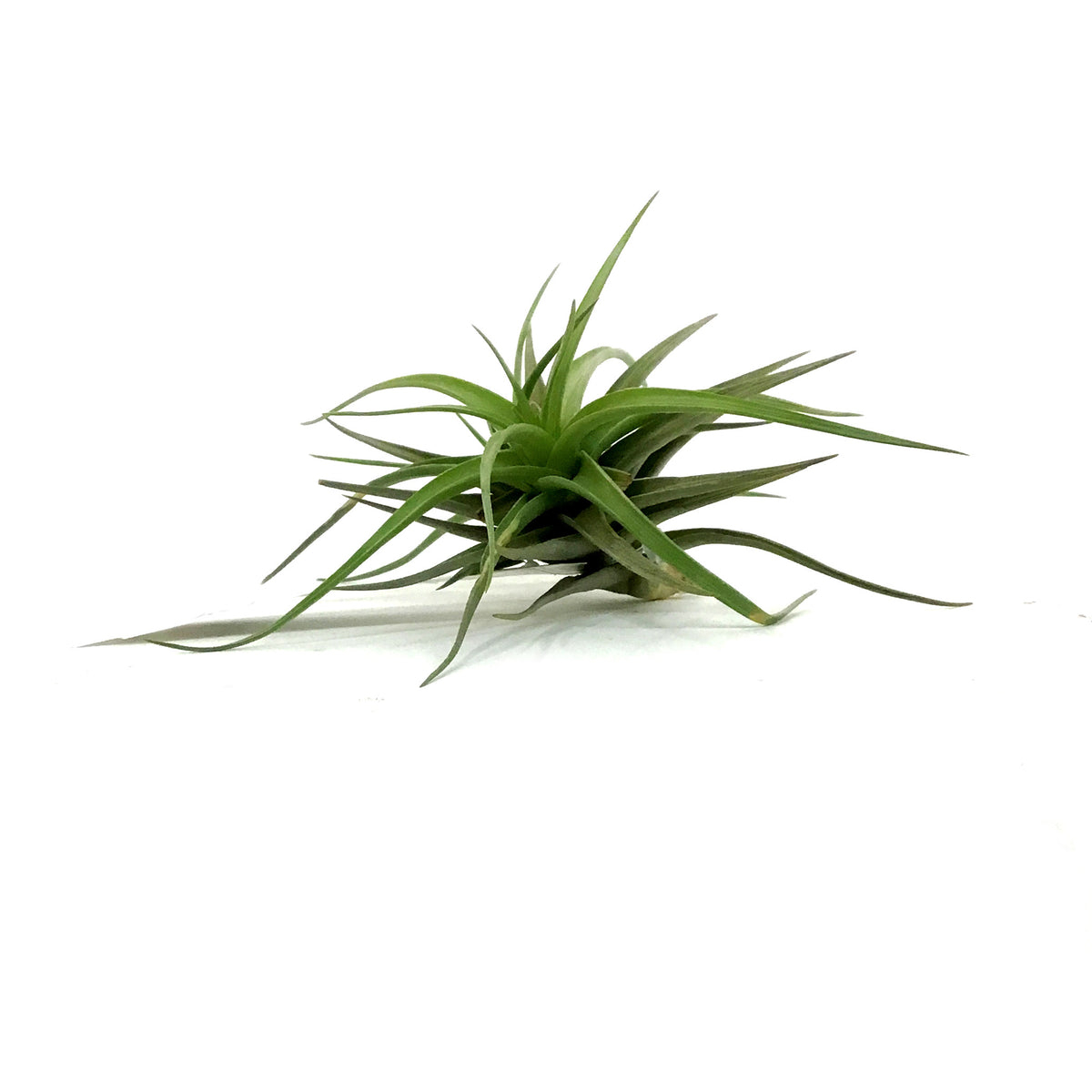 Tillandsia Aeranthos Stricta