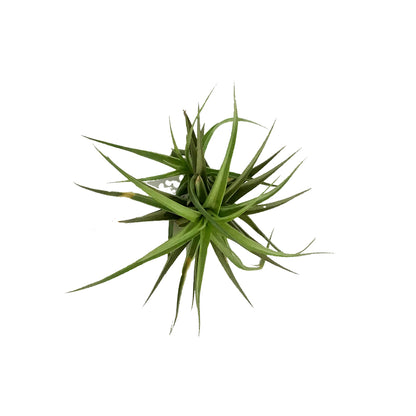 Tillandsia Aeranthos Stricta