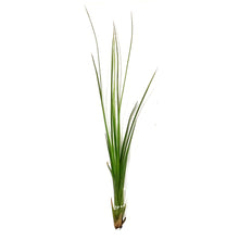 Load image into Gallery viewer, Tillandsia Festucoides
