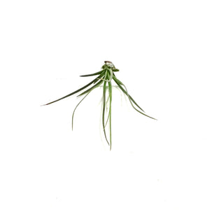 Tillandsia Festucoides