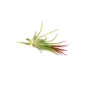 Tillandsia Ionantha Fuego, 1.5"