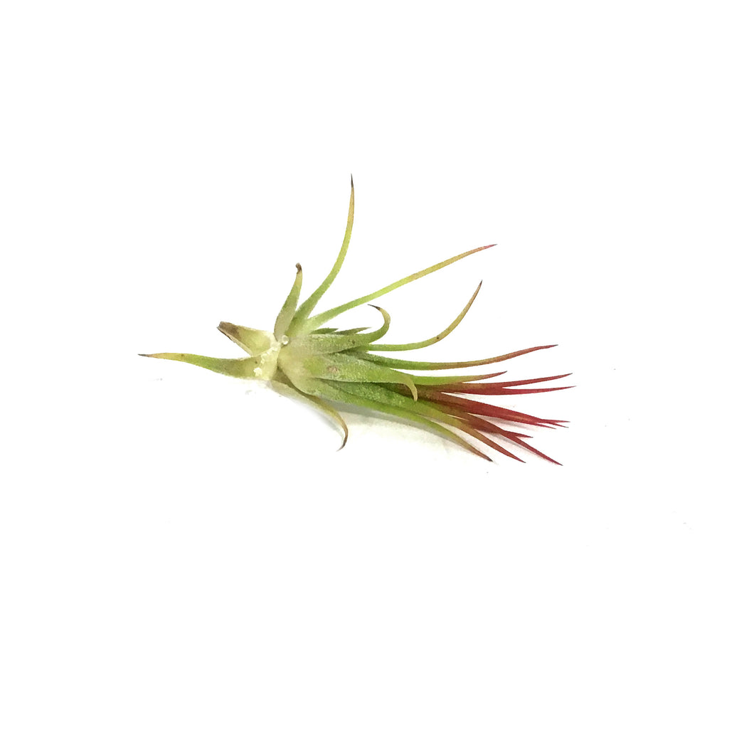 Tillandsia Ionantha Fuego, 1.5