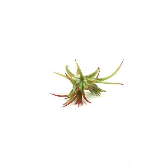 Tillandsia Ionantha Fuego, 1.5"