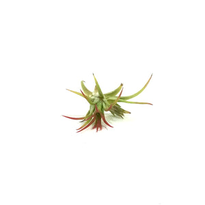 Tillandsia Ionantha Fuego, 1.5"