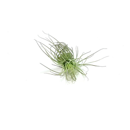 Tillandsia Magnusiana