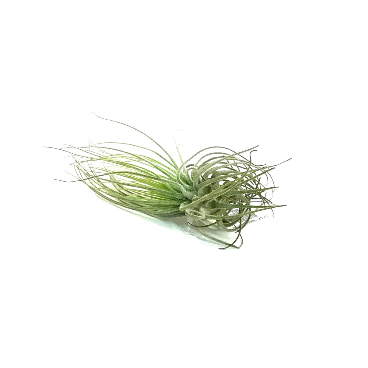 Tillandsia Magnusiana
