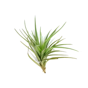 Tillandsia Tenuifolia,4-5"