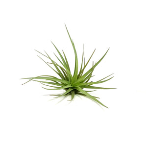 Tillandsia Tenuifolia