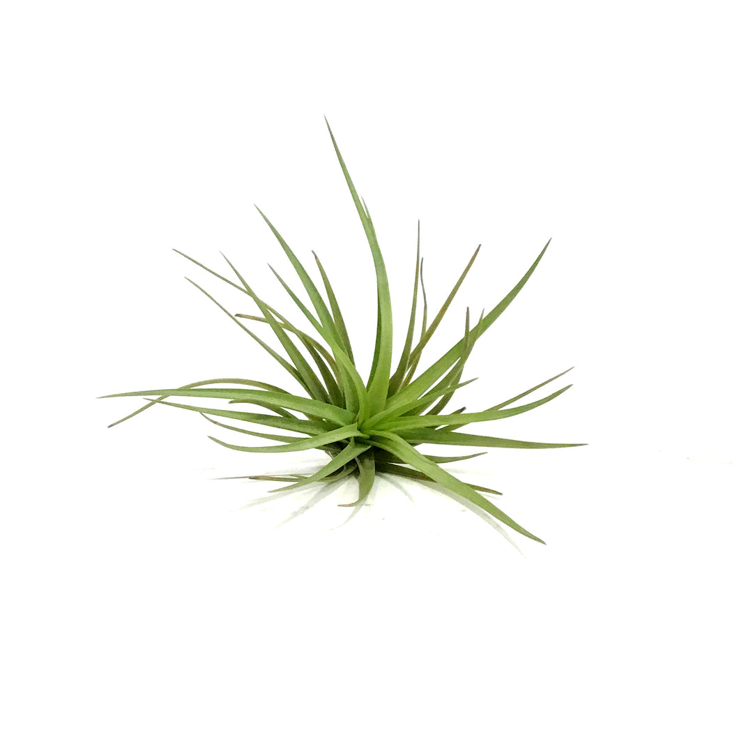 Tillandsia Tenuifolia,4-5