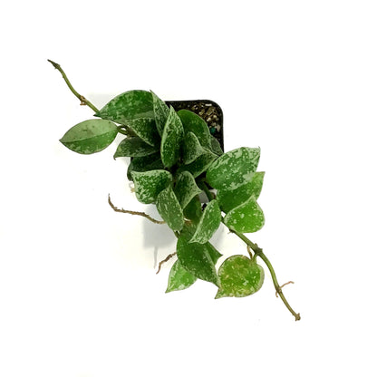 Hoya, 2in, Krohniana (Silver Splash)