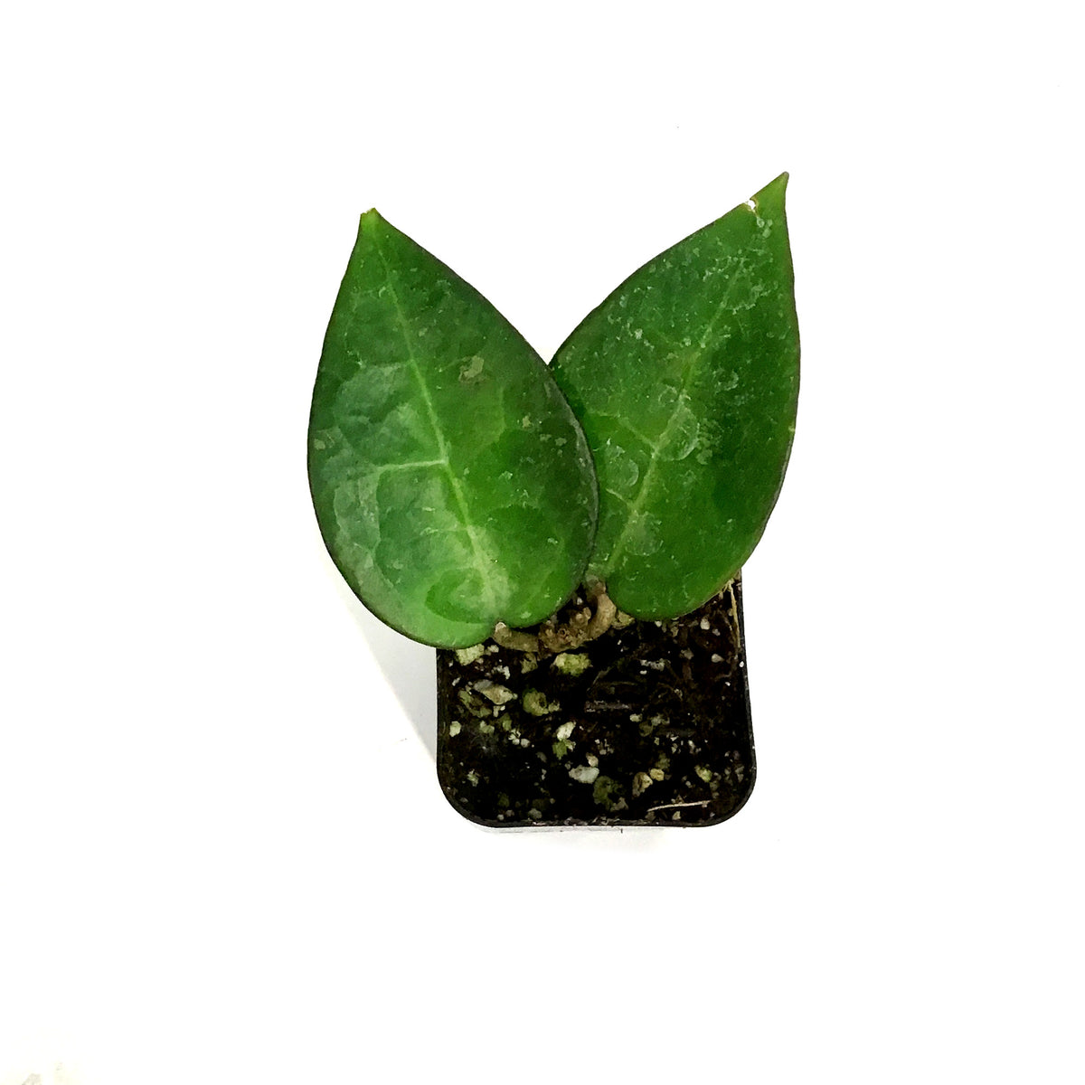Hoya, 2in, Verticillata (Black Margin)