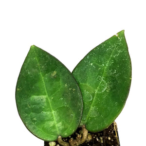 Hoya, 2in, Verticillata (Black Margin)