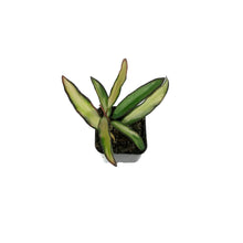 Load image into Gallery viewer, Hoya, 2in, Wayetii Variegated
