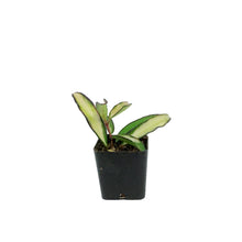 Load image into Gallery viewer, Hoya, 2in, Wayetii Variegated
